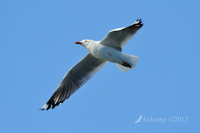 silver gull 4355