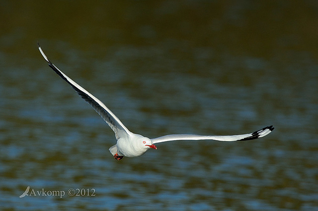 silver gull 4368