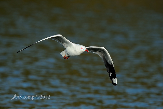 silver gull 4369