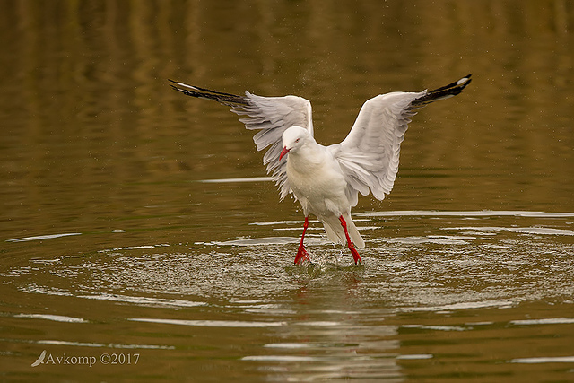 silver gull 00006