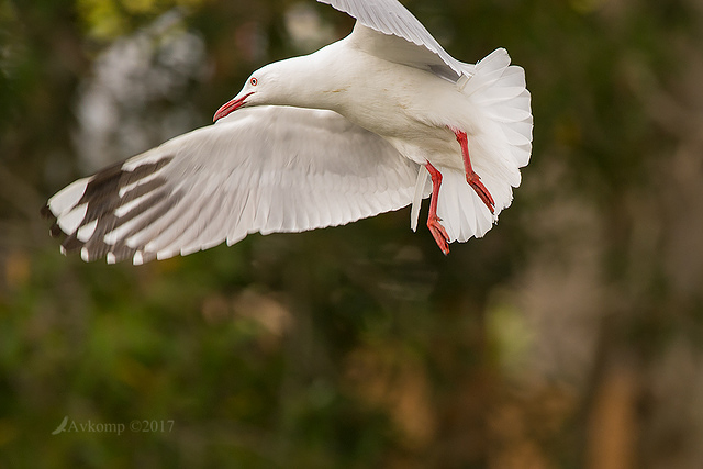 silver gull 00026