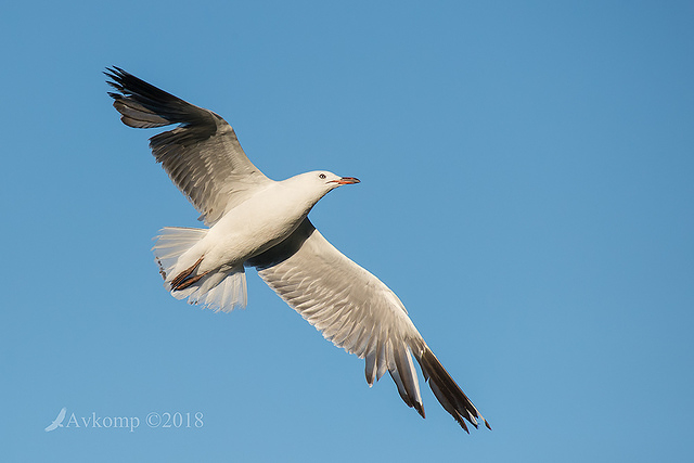 silver gull 0078