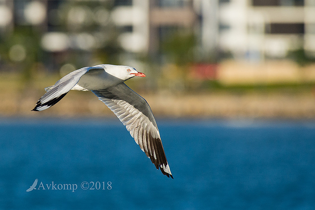 silver gull 0085