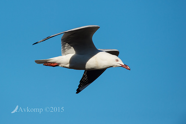 silver gull 0206