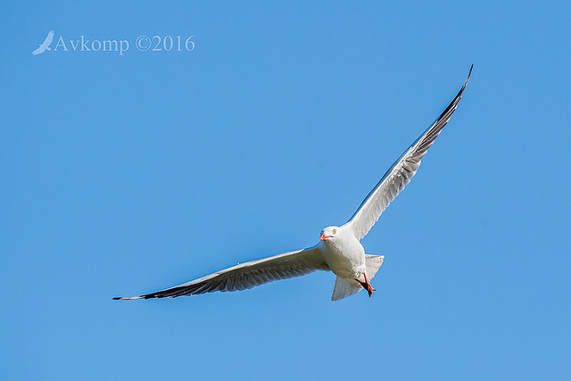 silver gull 11690