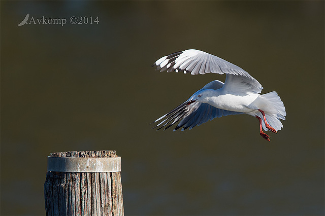 silver gull 12738