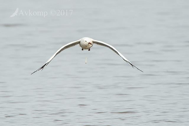 silver gull 12962