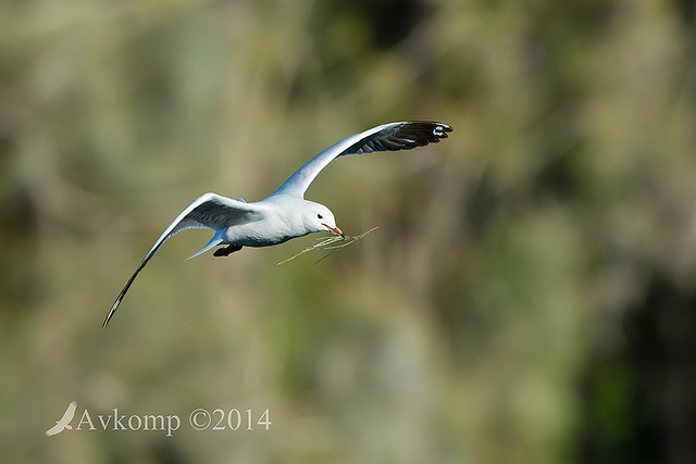 silver gull 16467