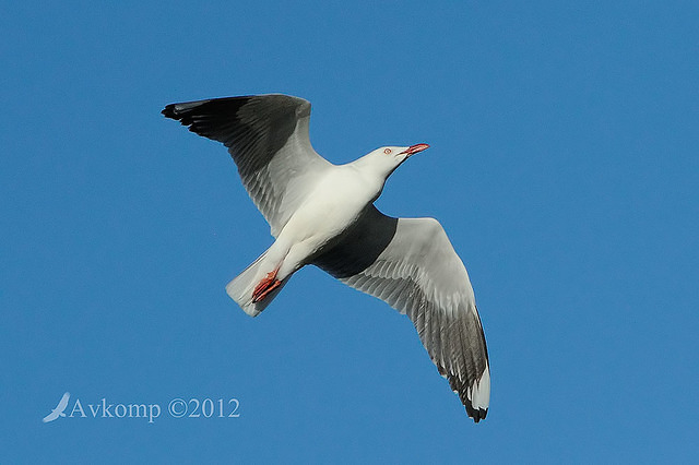 silver gull 3787