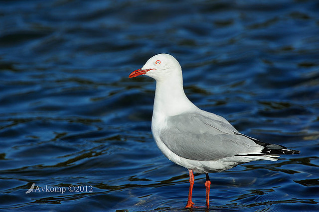 silver gull 3932