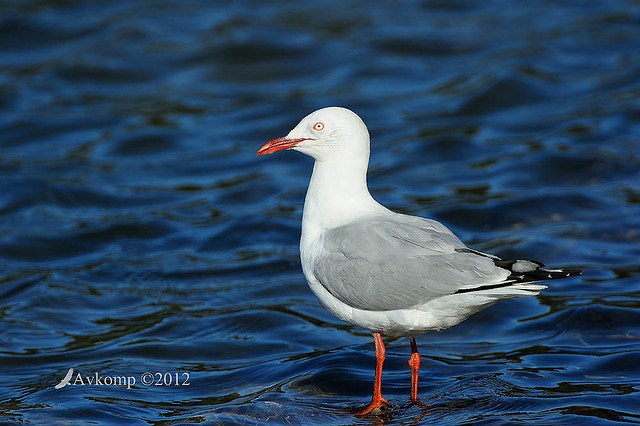 silver gull 3933