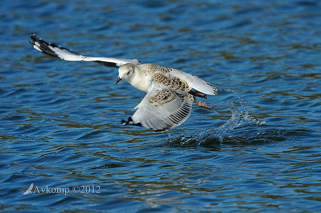 silver gull 3934