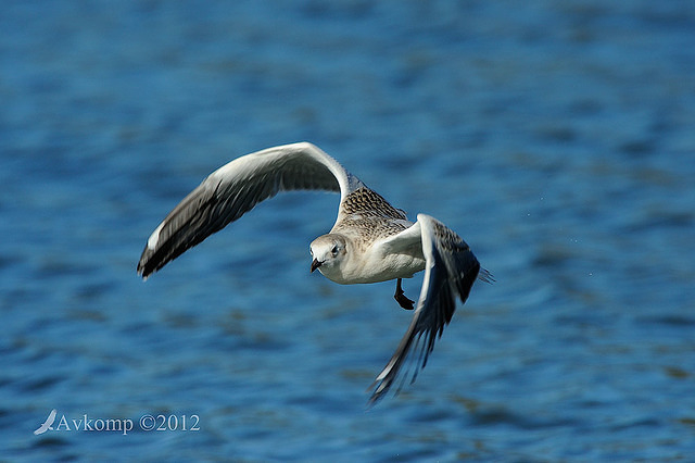 silver gull 3938