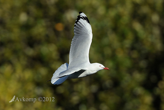 silver gull 3942