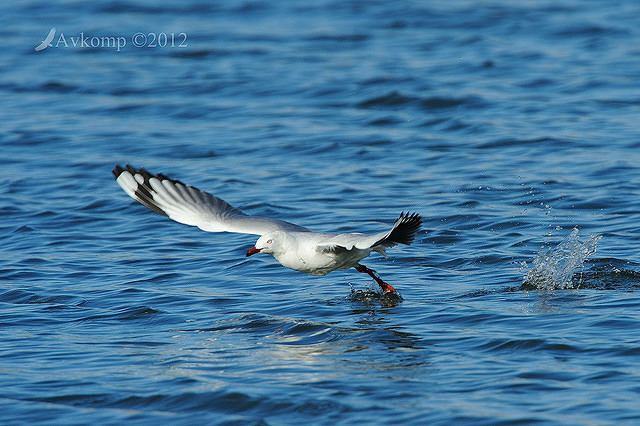 silver gull 3945