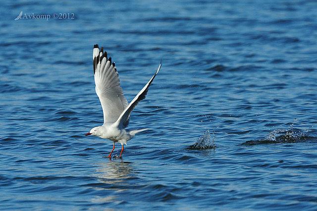 silver gull 3946