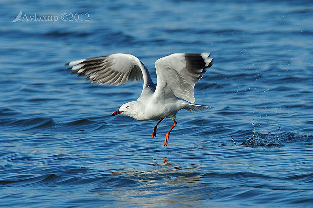 silver gull 3947