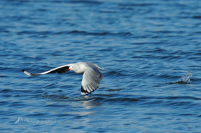 silver gull 3948