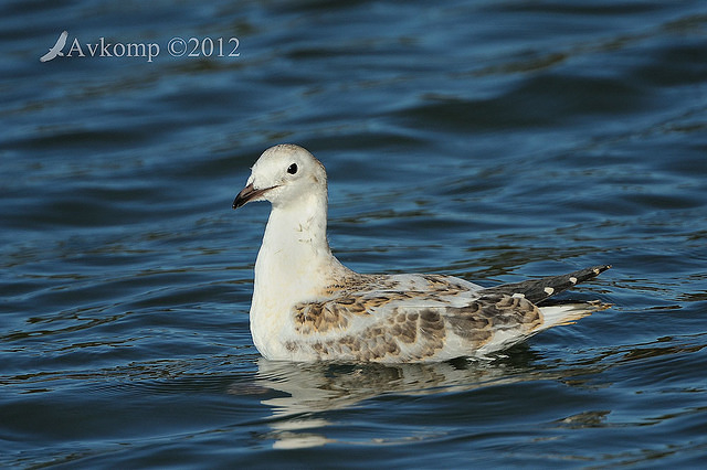 silver gull 4018