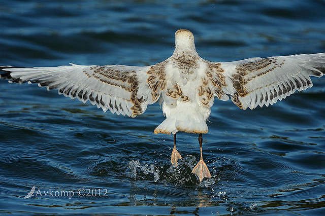 silver gull 4020