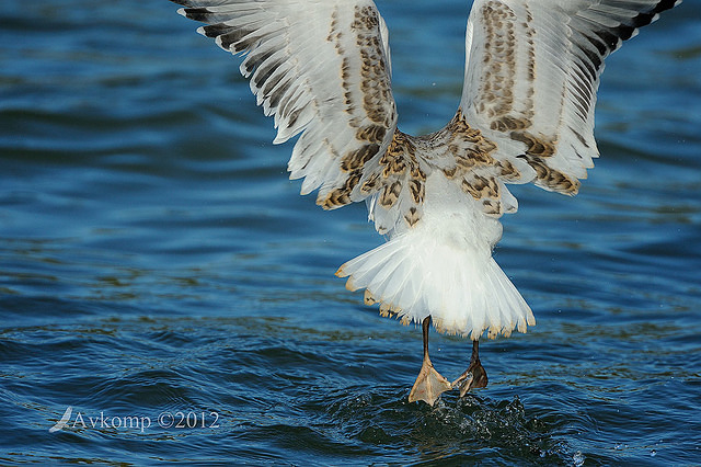 silver gull 4024