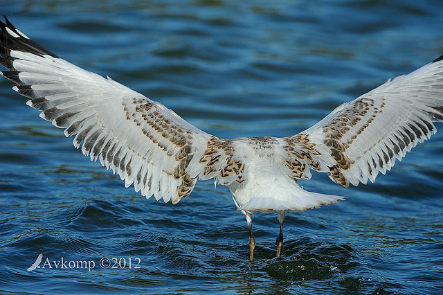 silver gull 4025