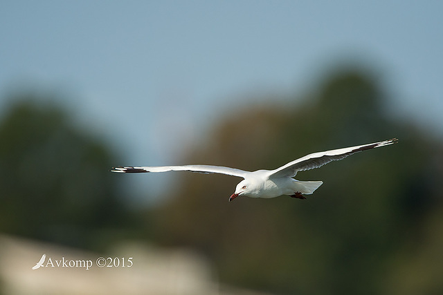 silver gull 4673 001