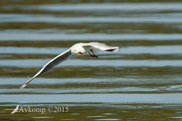 silver gull 4674 001