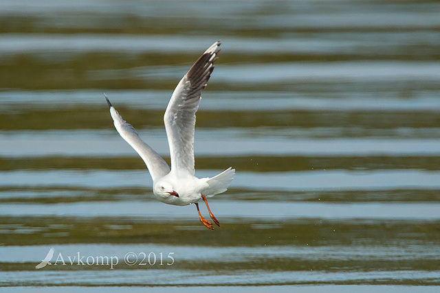 silver gull 4675