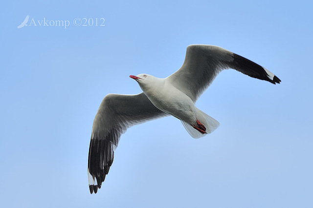 silver gull 4881