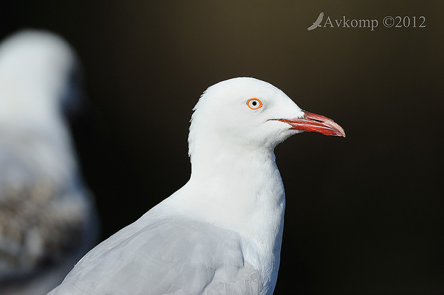 silver gull 4970