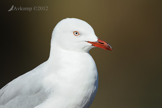 silver gull 4973