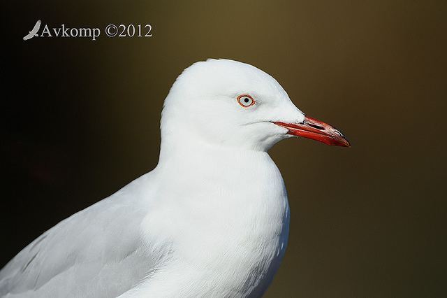 silver gull 4974