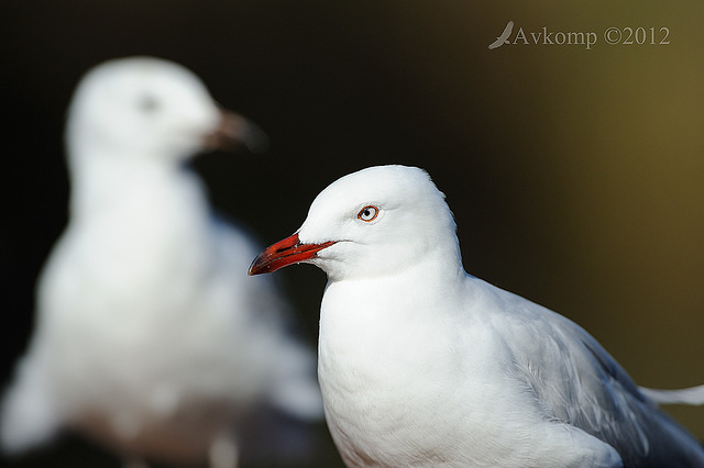 silver gull 4978