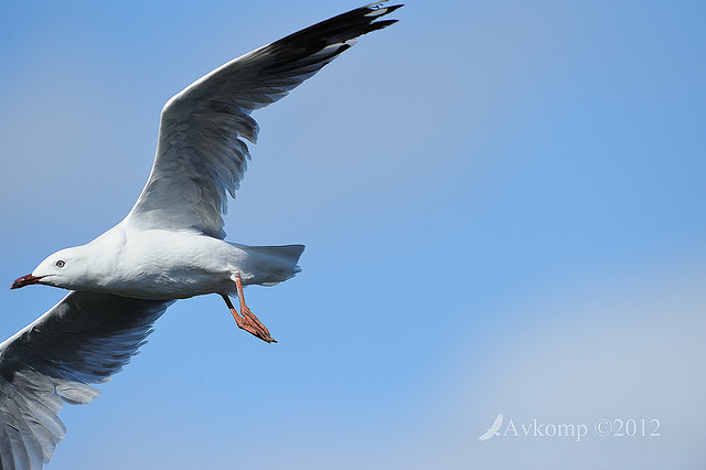 silver gull 4981