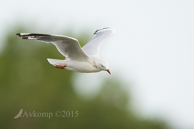 silver gull 6706