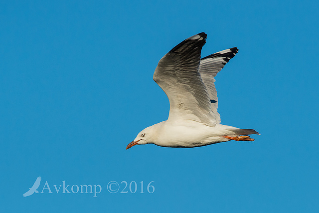 silver gull 8097