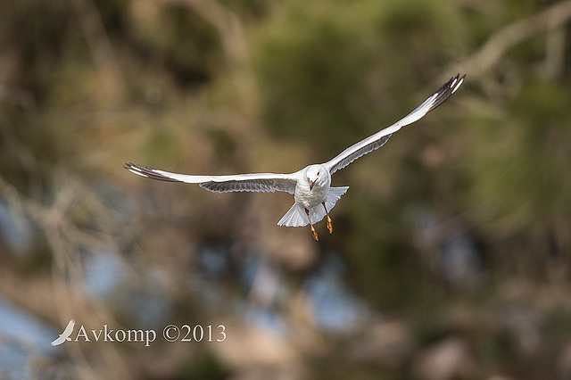 silver gull 8257