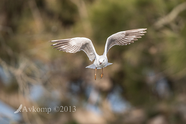 silver gull 8258