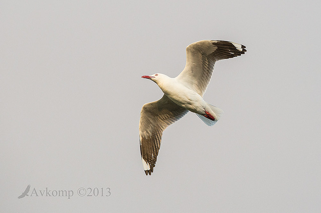 silver gull 8875