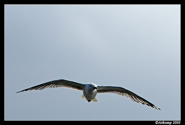 silver gull in flight 8