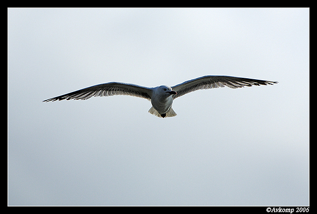 silver gull in flight 9