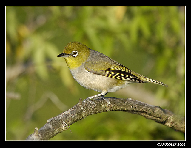 silvereye10