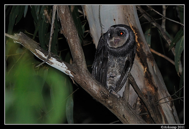 sooty owl 0096