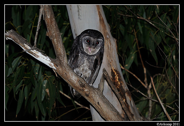 sooty owl 0099