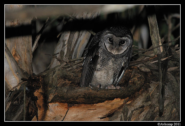 sooty owl 0216