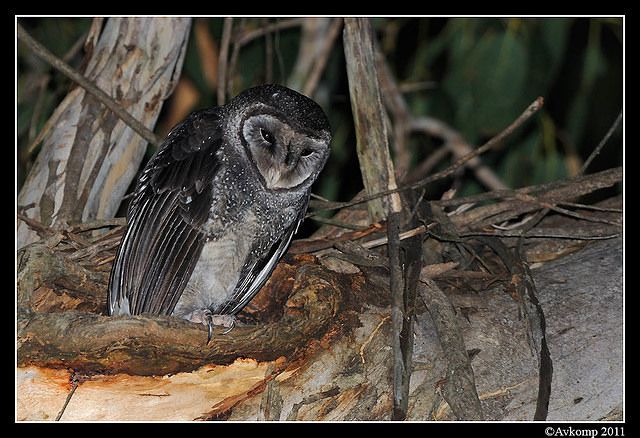 sooty owl 0219