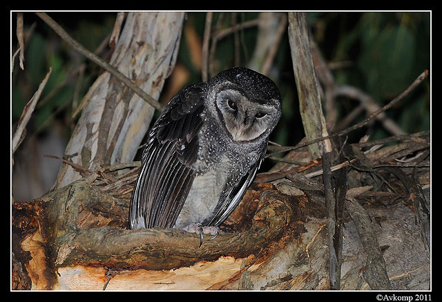 sooty owl 0220