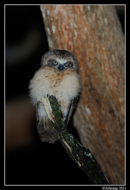 southern boobook chick 1460