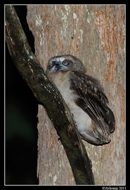 southern boobook chick 1475